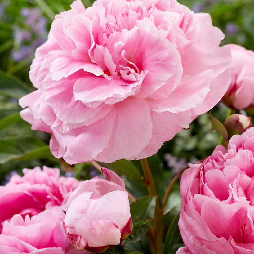 Pion-Paeonia Alexander Fleming 1-pakke